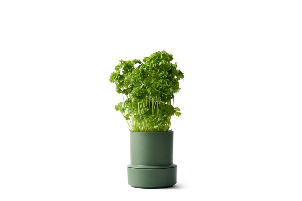 Billund / Selbstbewässerungstopf / Parsley