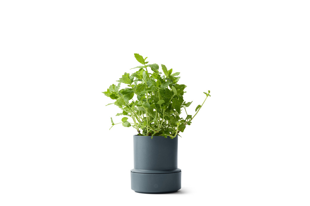 Billund_pot_blueberry_herb.jpg Billund / Self-watering pot / Blueberry