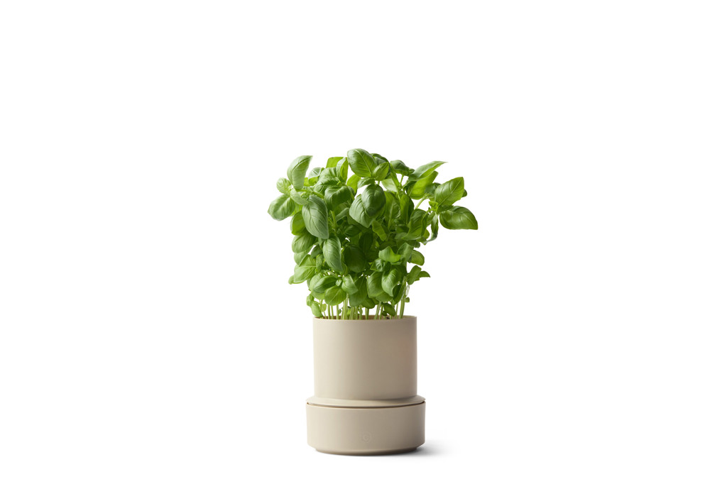 Billund_pot_cumin_herb.jpg Billund / Self-watering pot / Cumin